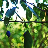 Слива :: Юрий Гайворонскiий Слива :: Юрий Гайворонскiий