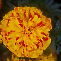 Солнечный :: Елена Семигина