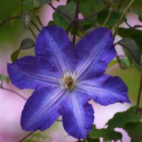 Лето в Ботаническом... Август. :: Наташа ***** Лето в Ботаническом... Август. :: Наташа *****