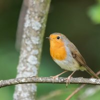 Зарянка, или малиновка. :: Виктор Евстратов