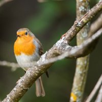 Зарянка или малиновка. :: Виктор Евстратов