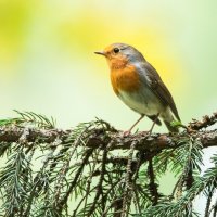 Зарянка или малиновка. :: Виктор Евстратов