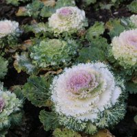 Урожайные грядки :: Ольга Урожайные грядки :: Ольга