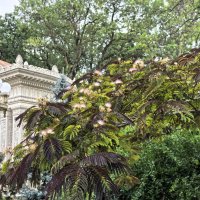 Ленкоранская акация :: Татьяна Михайлова