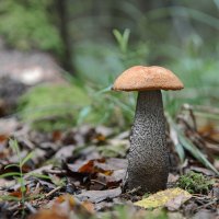 Красавчик :: Серый 