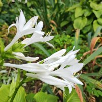 ,,, :: Сергей Тимоновский