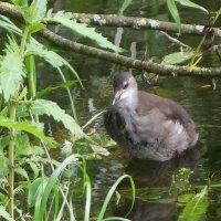 Камышонок :: Рита Симонова Камышонок :: Рита Симонова