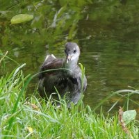 Камышонок :: Рита Симонова