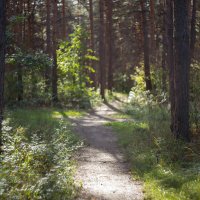 В сосновом лесу :: Александр Синдерёв