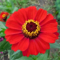 Цинния Гербера :: Наиля 