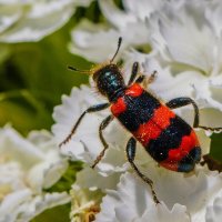 В ярком облачении. :: Петр Беляков