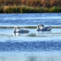 Чистим перышки :: Игорь Шабалин