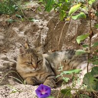 Задумался котик... :: Наталья 