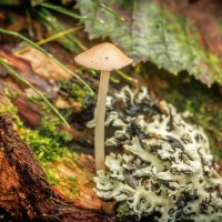 Про грибы :: Владимир Колесников