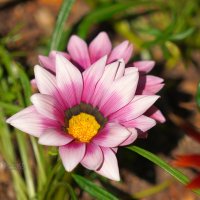 Газания :: Сергей Беляев