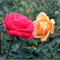 Подружки. :: Егор Бабанов