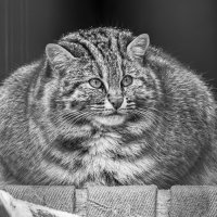 Кот :: Михаил Измайлов Кот :: Михаил Измайлов