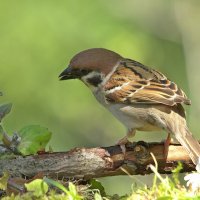 ... :: Вячеслав Минаев