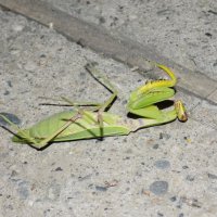 Богомол притворяется... :: Константин Штарк