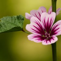 Цветочек :: Юрий. Шмаков Цветочек :: Юрий. Шмаков