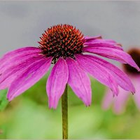 Эхинацея... :: Aquarius - Сергей