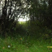 тропинка к полю :: fogmeadowww m