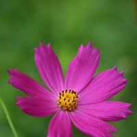 Летне-цветочное :: Наталья Герасимова