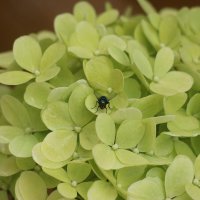 Летне-цветочное :: Наталья Герасимова