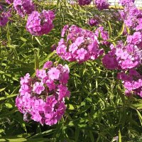 Цветы у  дома :: Фотогруппа Весна