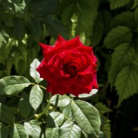 Алая  роза :: Валентин Семчишин