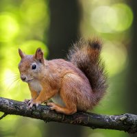 Белочка :: Sergey38 