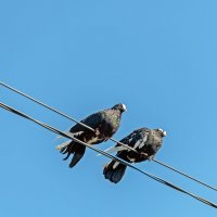 Свидание :: Валерий Иванович