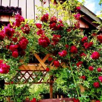 Плетистые розы. :: Vladimir Semenchukov Плетистые розы. :: Vladimir Semenchukov