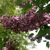 Детали природы :: Роман Савоцкий