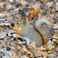 Белка :: Константин Анисимов