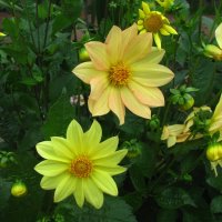 Солнечные красавицы :: Людмила Смородинская Солнечные красавицы :: Людмила Смородинская