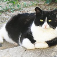 Я отдыхаю :: Людмила Смородинская