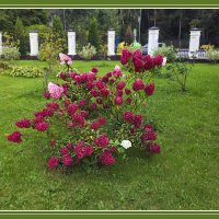 КУСТИК :: Владимир Кроливец