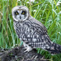 птенец болотной совы :: юрий макаров