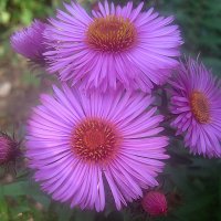 Хризантемы :: Елена Семигина