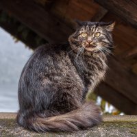 Осень :: Владимир Колесников