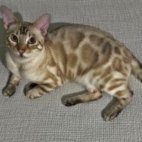 бенгальская кошка моих внучек :: ИРЭН@ . бенгальская кошка моих внучек :: ИРЭН@ .