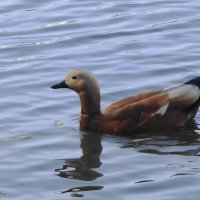 Огарь :: Рита Симонова