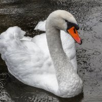 Осень :: Владимир Колесников