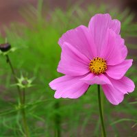 Воображуля :: Светлана 