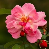 Шиповник :: Юрий. Шмаков