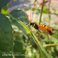 Opheltes glaucopterus :: Игорь Сарапулов