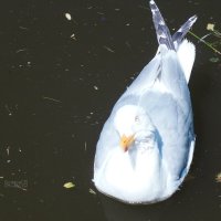 Серебристая чайка :: Сергей Беляев Серебристая чайка :: Сергей Беляев