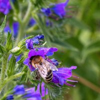 Синяк обыкновенный :: Светлана Ищенко