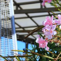 *** :: Oksana Verkhoglyad